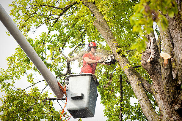 How Our Tree Care Process Works  in  Fall Creek, WI